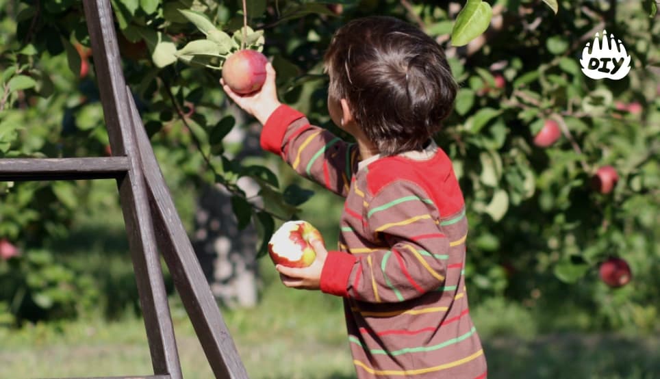 Image for Go Apple Picking
