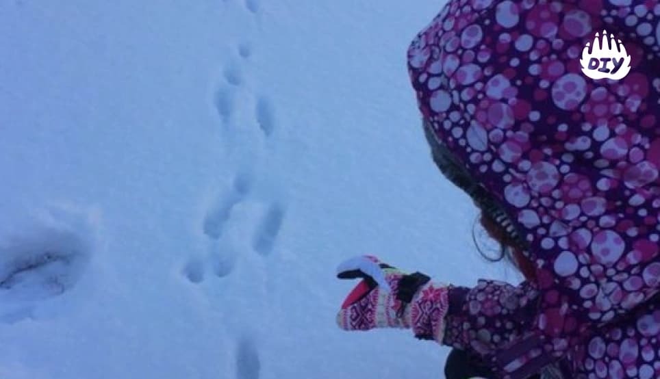Image for Track Animal Footprints in the Mud