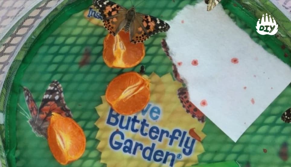 Image for Visit a Butterfly Garden or Hatch Your Own Butterflies