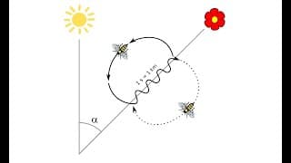 What's Waggle Dance of the Honeybee? | How bees communicate?