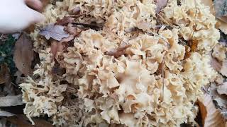 Identifying edible mushrooms. Sparassis crispa - Cauliflower mushroom.