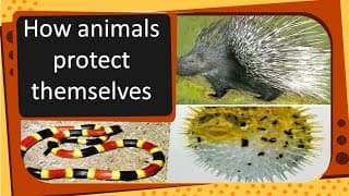 Science - How animals protect themselves - English