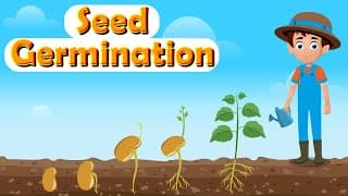 What Is Germination? | How Do Seeds Grow into Plants? | Process and Stages of Germination