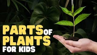 Parts of Plants for Kids | Learn all about plant parts and their functions