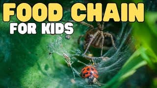 Food Chain for Kids - INTERACTIVE | Learn all about producers, consumers, and decomposers