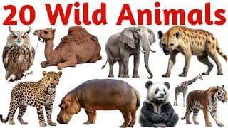 Learn 20 Wild Animals Names for Kids | Fun Animal Learning Video with Pictures & English Words 🐘