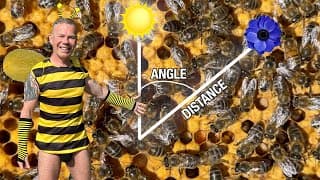 The Waggle Dance Explained! How Bees Communicate 🐝