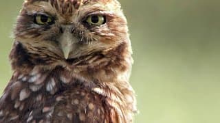 You’ve Never Seen an Owl Species That Does This