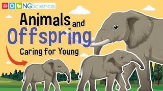 Animals and Offspring - Caring for Young