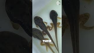 How Tadpoles Transform Into Frogs - The Incredible Process!