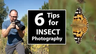Maximise Sharpness & Enhance Backgrounds in Your Insect Photography