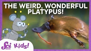 What On Earth is a Platypus? | SciShow Kids