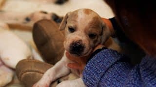 Cuddling Dogs Makes Them Feel Happy | Wonderful World of Puppies | BBC Earth