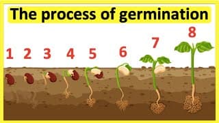 The process of seed germination 🌱| Step-by-step process