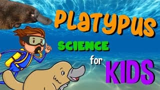 Platypus | Science for Kids