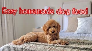 Easy Homemade Dog Food | Mini Goldendoodle