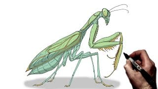 How To Draw A Praying Mantis | Step By Step
