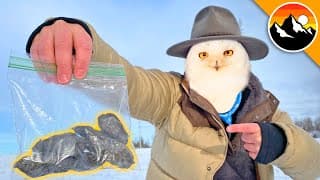 WHAT DID I FIND?! - Dissecting Snowy Owl Pellets!