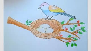 How To Draw Bird With Nest Step By Step (Very Easy) Drawing Video