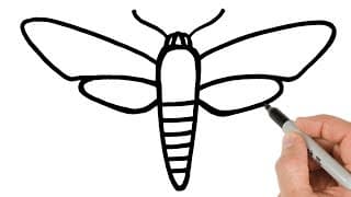 How to Draw a Moth Easy for Beginners