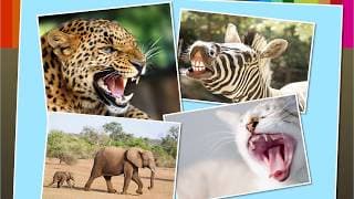 Animal Teeth | Macmillan Education India