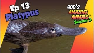 Fun Facts about the Platypus🦆🐾 - God's Amazing Animals (S3 Ep13)