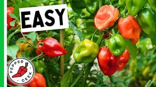 5 EASY Peppers To Grow For Beginners