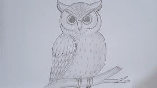 How to draw a owl easy step by step.🦉🦉🦉