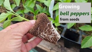 How to Grow Bell Peppers: Step-by-Step Guide from Seed to Outdoor Planting (Part 1)