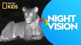 Night Vision | Ready, Set, Zoom!