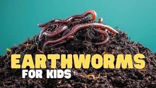 Earthworms for Kids | Learn all about these slimy animals