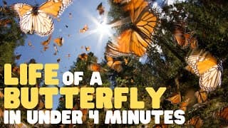 Life of a Butterfly in Under 4 Minutes | Learn about the life cycle of a butterfly