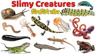 20 Slimy Creatures for Kids 🐌 | Learn Wiggly Animals & Fun Facts | Educational Video for Toddlers
