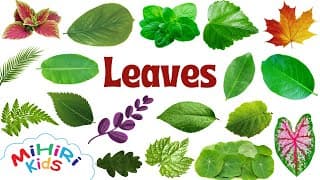 100+ Leaves Names With Pictures - Learning For Children - Learn At Home