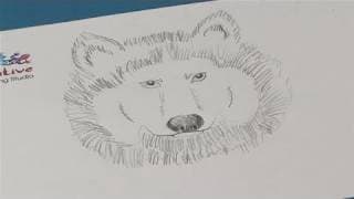 How To Learn To Draw A Wolf Head