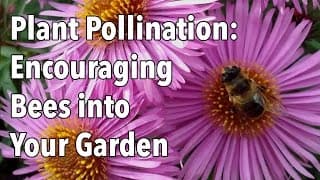Plant Pollination - How to Encourage Pollinating Bees into Your Garden