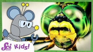 How Do Insect Eyes Work? | Compound Eyes | Amazing Animal Senses | SciShow Kids