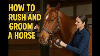 How to Brush and Groom a Horse Properly 🐴 | Horse Care Tutorial for Beginners