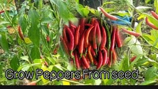 Growing Peppers from Seed: Step-by-Step for a Bountiful Harvest