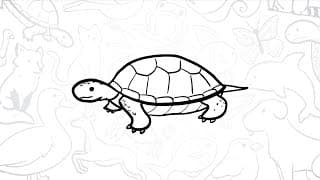 🐢 How to Draw a Simple Turtle | Step-by-Step Lesson 🌿