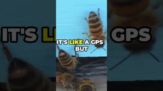 The Secret Language of Bees Waggle Dance Explained!
