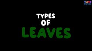 Types of Leaves🌱 | Simple Leaves, Compound Leaves, and more | Science for Kids | SuperMindz