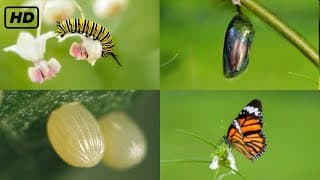 Life cycle of a butterfly 4k HD || From eggs to full grown butterflies || Hugs of life ||