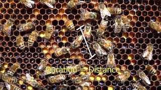 Honey Bee Waggle Dance Explained! Dance Party!