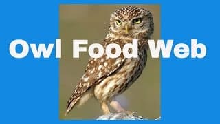 Owl Food Web