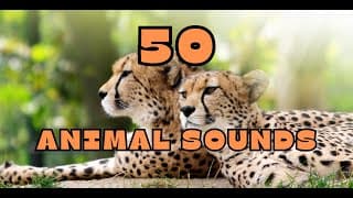 50 Animal Sounds for Kids: Fun and Educational Wildlife Adventure - Learn Popular Animal Voices.