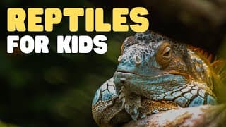 Reptiles for Kids | What is a reptile? Learn all about reptiles and their characteristics