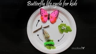 How to make 3D Butterfly life cycle for kids :Metamorphosis, science project, STEM project
