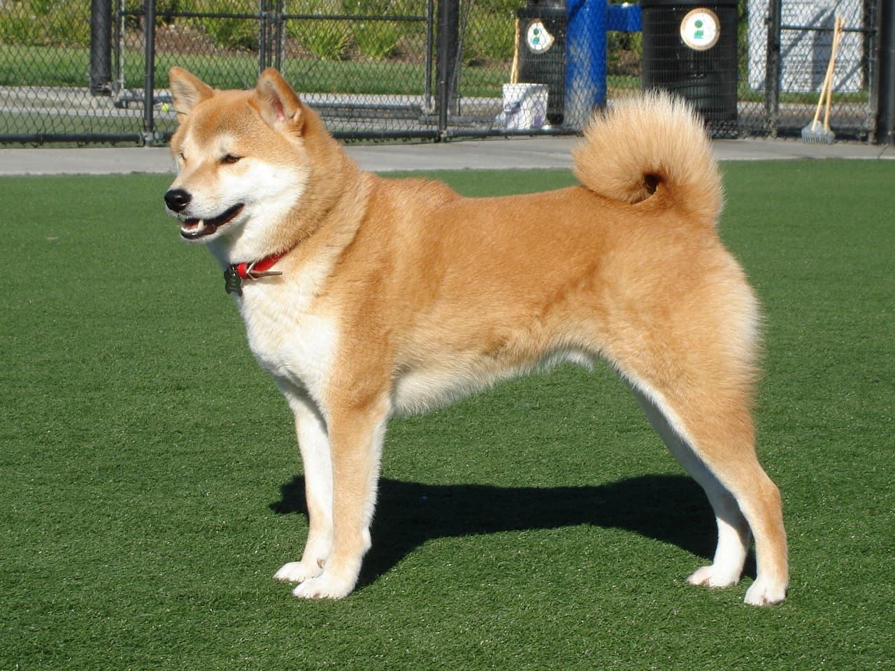 shiba inu Facts For Kids | DIY.org