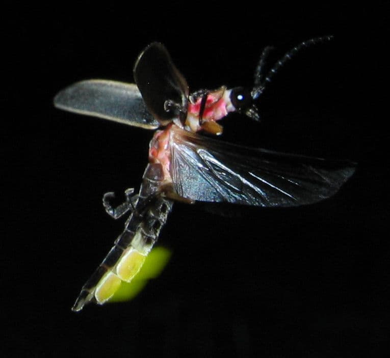 bioluminescence Facts For Kids | DIY.org